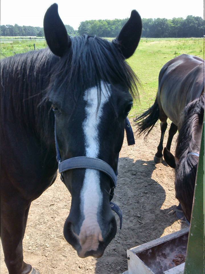 jt's black pearl rockymountainhorse