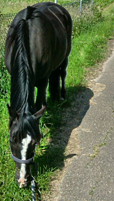 jt's pearl rockymountainhorse