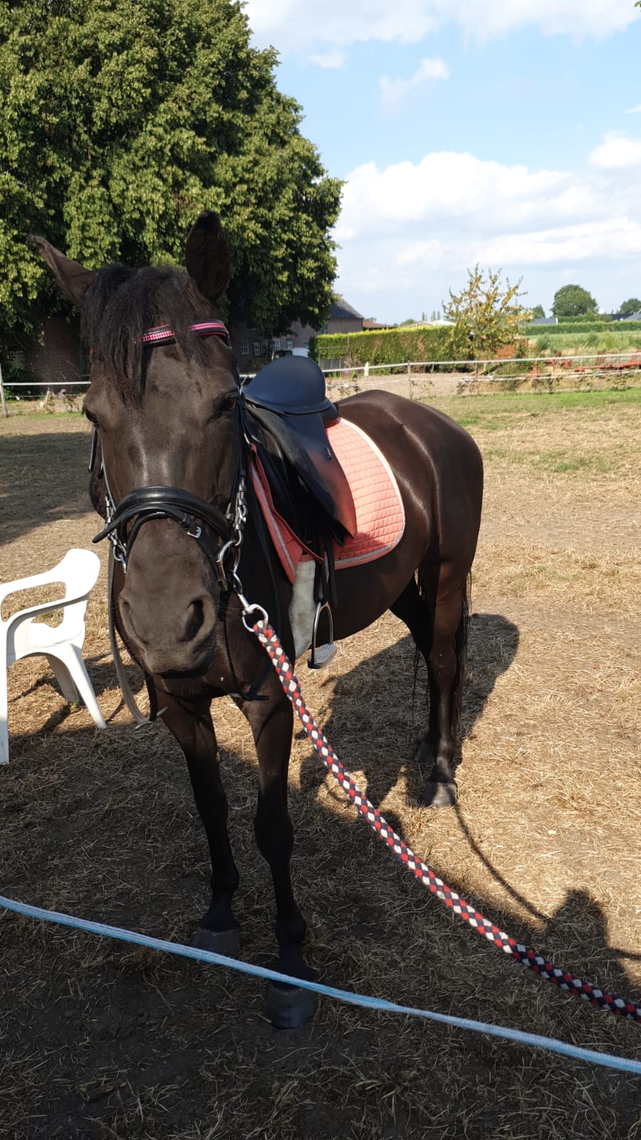 Roelie before riding rockymountainhorse