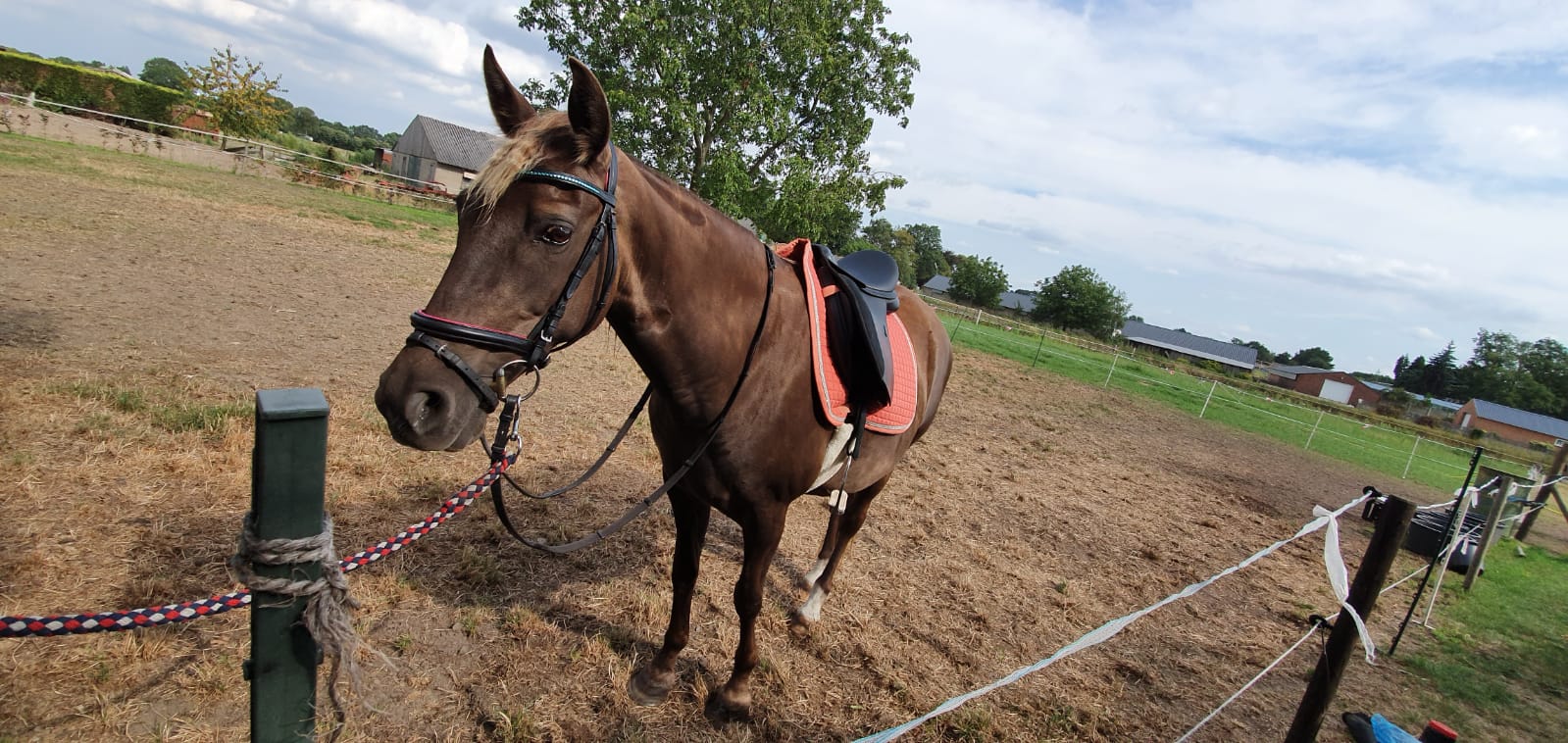 Whisper before riding rockymountainhorse