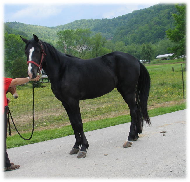 jt's pearl rockymountainhorse