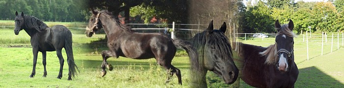 Rocky Mountain Horse Gangenpaarden Rocky Mountain Horses Droompaarden