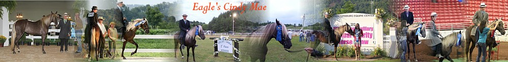 Rocky mountain Horse Eagle's Cindy Mae