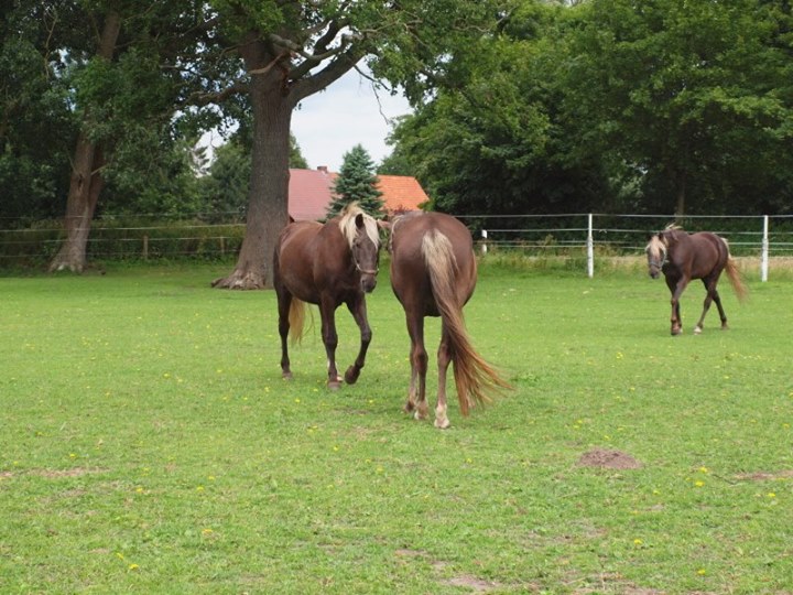 mijnpaarden1