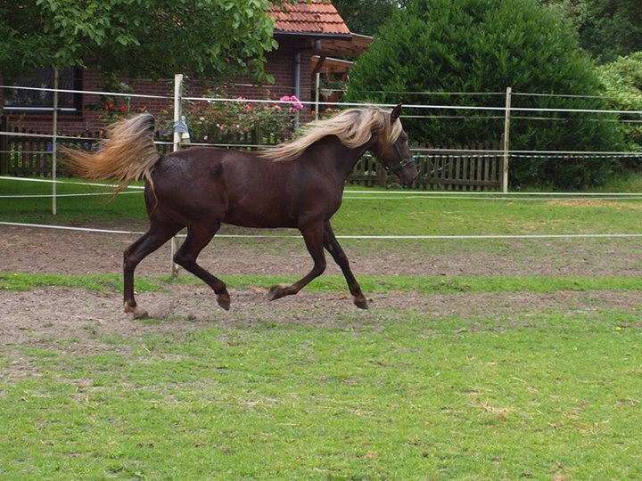 rocky mountain horse eagle's cindy mae