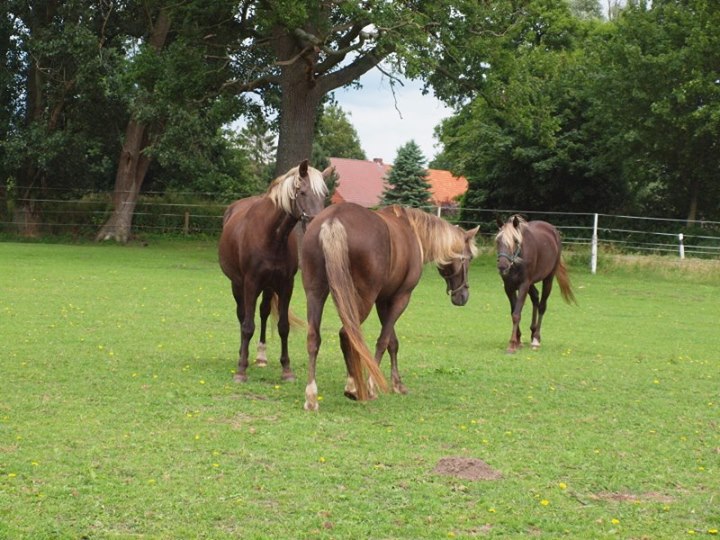 mijnpaarden4