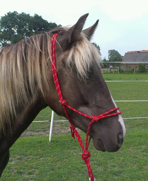 mijnpaarden8