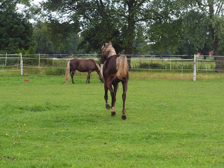 mijnpaarden9