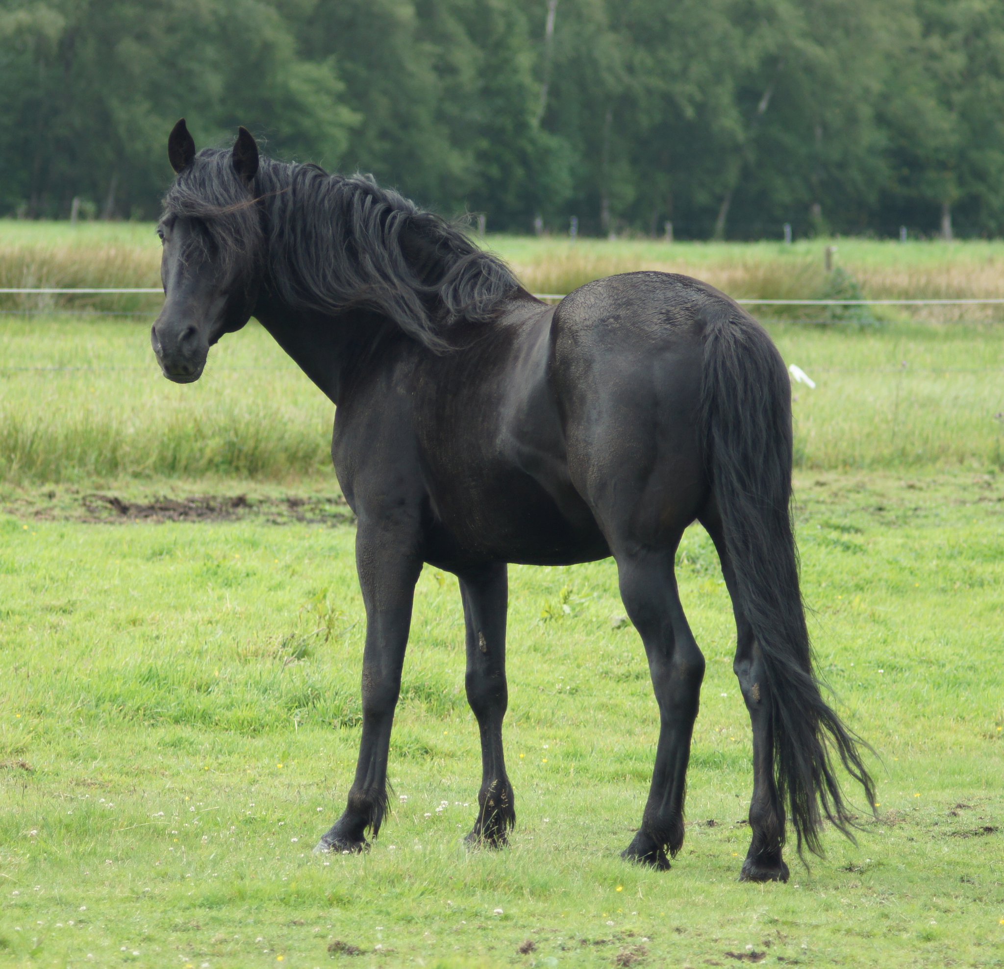 rockymountainhorse black hill's gold