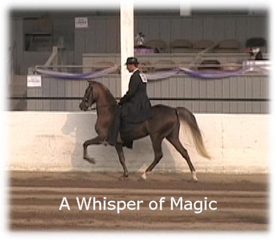 rockymountainhorse a whisper of magic