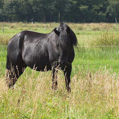 rockymountainhorse1goldwiese