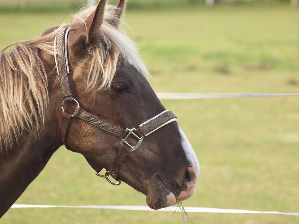 rockymountainhorse