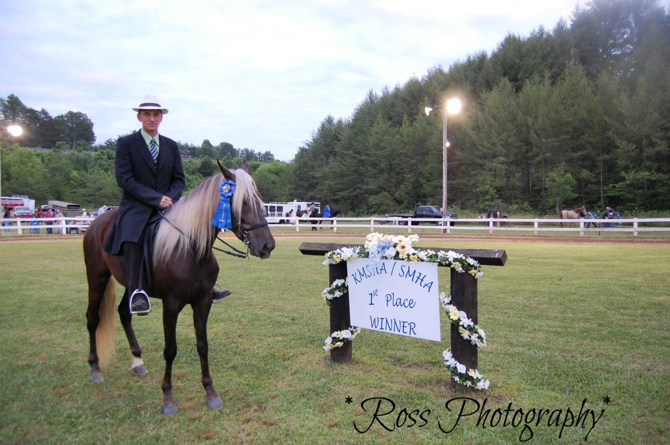 rocky mountain horse eagle´s cindy mae