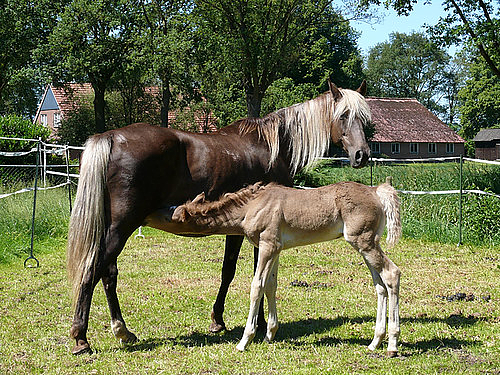 rockymountainhorses-2